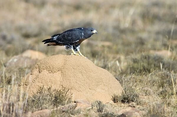 Jackal Buzzard - using termite mound as viewpoint for hunting prey