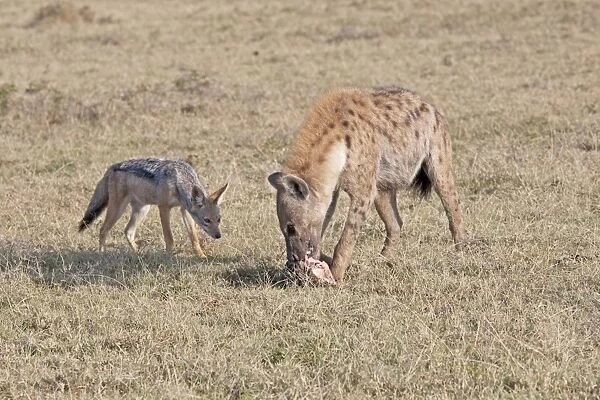 Jackal (Canis mesomelas) harassing Spotted Hyaena - With skull on open savannah plains
