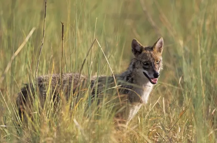 Framed Print : Jackal in the grassland, Corbett National Park, India