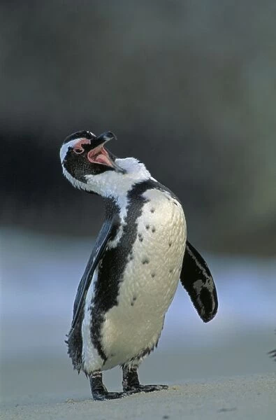 Jackass Penguin - Grooming, South Africa