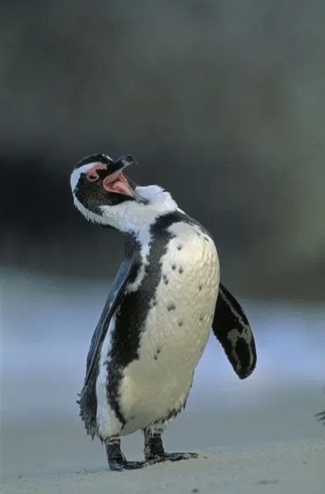 Framed Print : Jackass Penguin - Grooming, South Africa Framed Print : Jackass Penguin - Grooming, South Africa