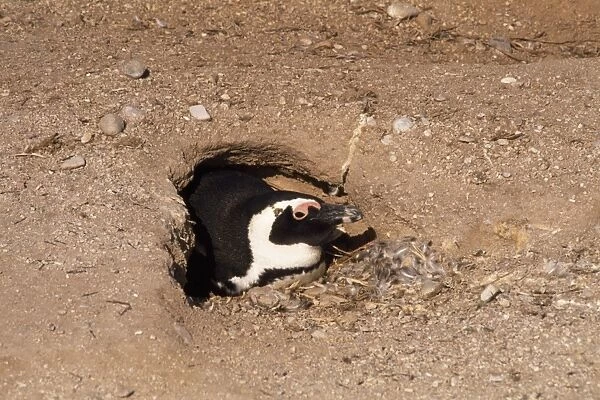 Jackass Penguin - in nest borrow - South Africa