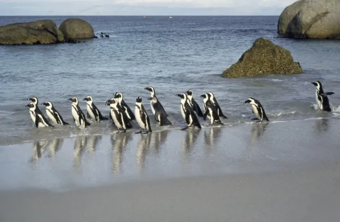 Framed Print : Jackass Penguin South Africa Framed Print : Jackass Penguin South Africa