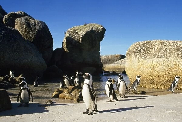 Jackass Penguin South Africa