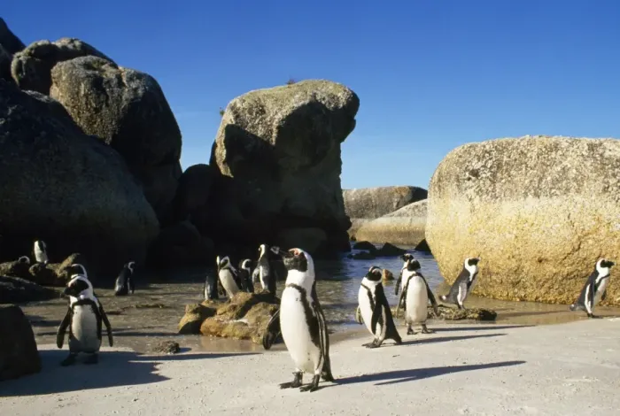 Framed Print : Jackass Penguin South Africa Framed Print : Jackass Penguin South Africa