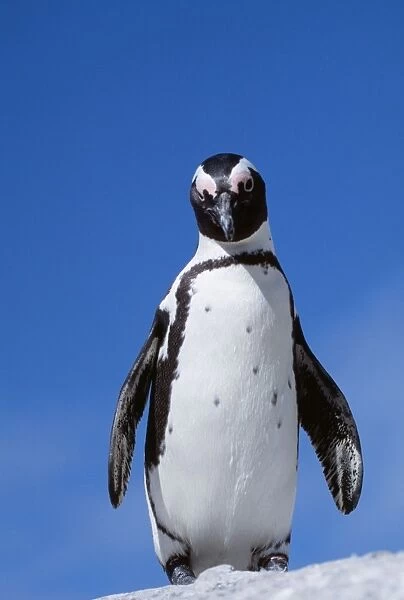 Jackass Penguin WAT 6233 Spheniscus demersus © M. Watson  /  ARDEA LONDON