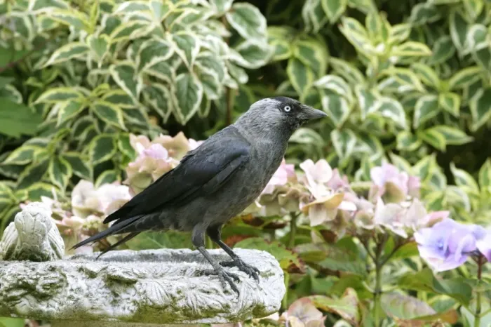Framed Print : Jackdaw BB 600 Standing on bird bath in garden Corvus monedule © Brian Bevan / ardea. com Framed Print : Jackdaw BB 600 Standing on bird bath in garden Corvus monedule © Brian Bevan / ardea. com