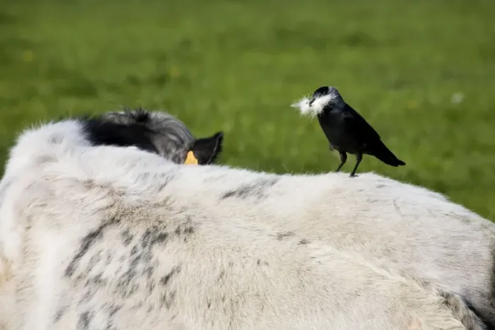 Framed Print : Jackdaw - on cow's back with beak full of cowhair to use as nest material Framed Print : Jackdaw - on cow's back with beak full of cowhair to use as nest material