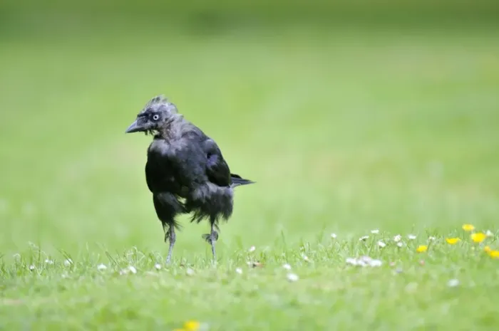 Framed Print : Jackdaw - on ground Framed Print : Jackdaw - on ground