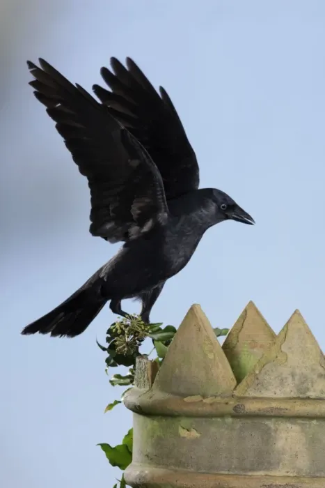 Framed Print : Jackdaw - landing on chimney pot Bedfordshire UK 006531