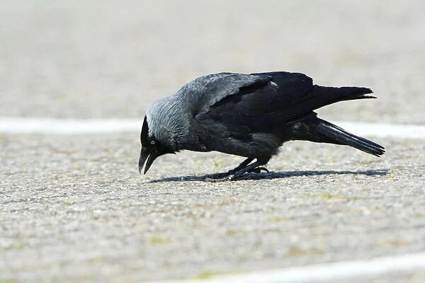 Jackdaw - searching for food on car park, Texel, Holland