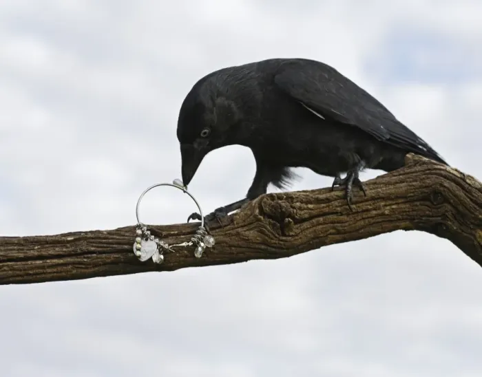Framed Print : jackdaw - stealing jewellery Bedfordshire uk 006120 Framed Print : jackdaw - stealing jewellery Bedfordshire uk 006120