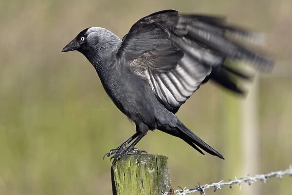 Jackdaw - Taking off from farm fence post Nortumberland, England