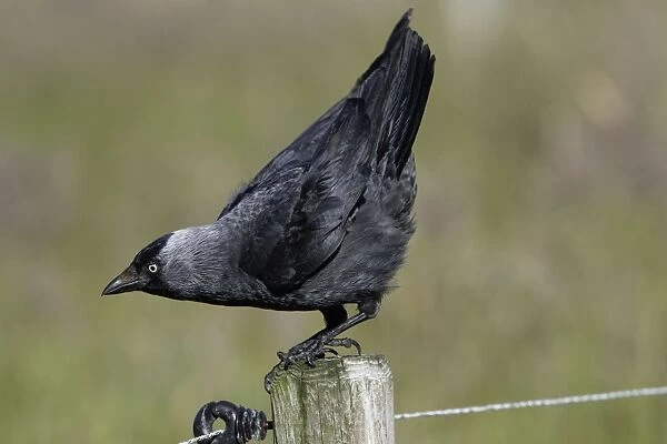 Jackdaw - Taking off from farm fence post Northumberland, England