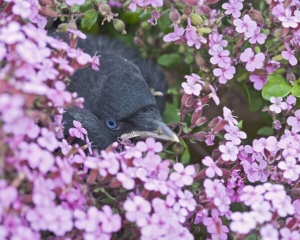 Jackdaw - Youngster in flower bed 005693