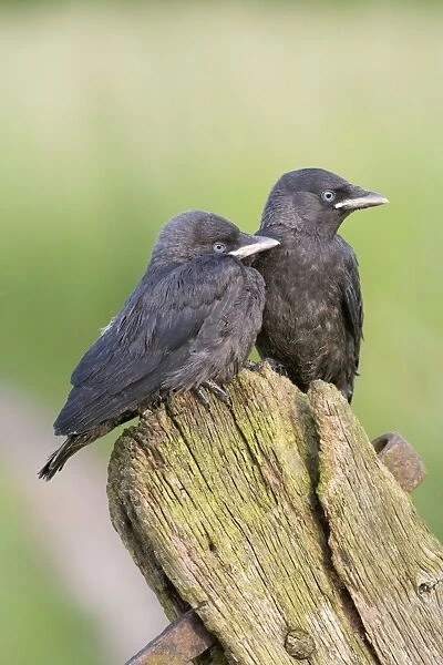 Jackdaw - youngsters on gate post Bedfordshire UK 005700
