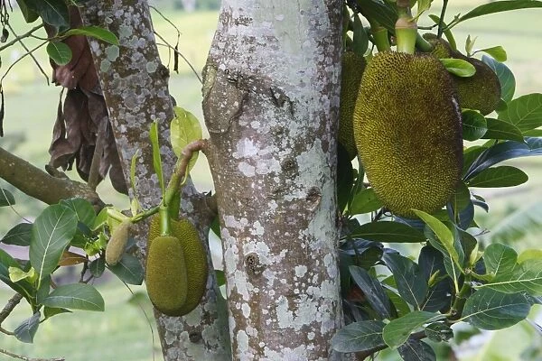 Jackfruit - fruit