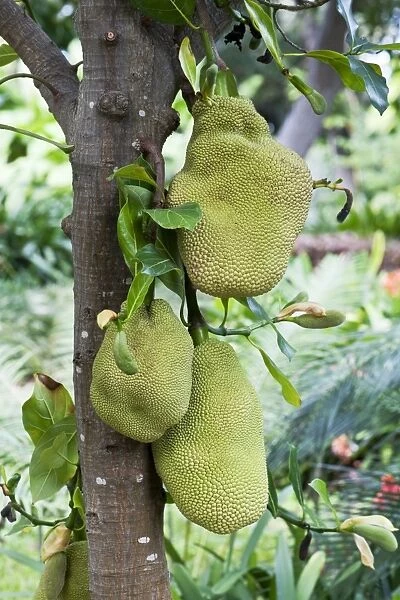Jackfruit - fruits can grow up to 60cm long and weigh up to 18kg and contain many large brown seeds which are edible - Native of Brazil and S. E. Asia