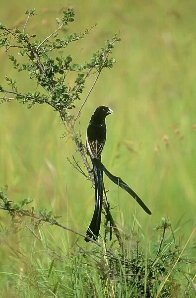 Jackson's Widowbird - male in breeding plumage Maasai Mara, Kenya, Africa