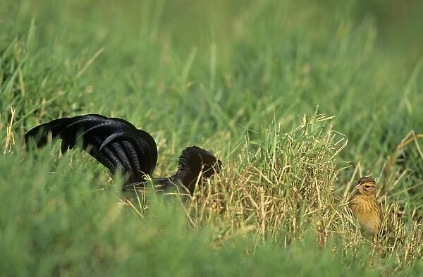 Jacksons Widowbird - male displaying before female