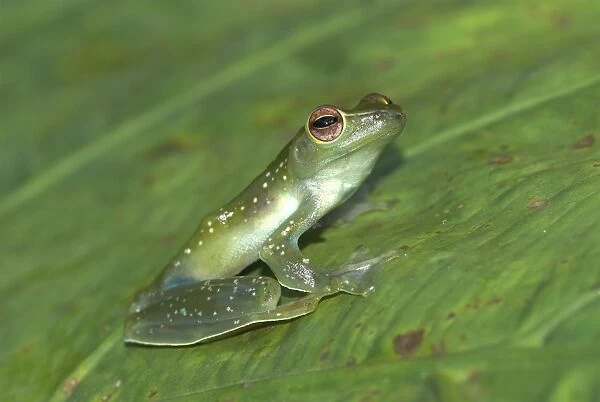 Jade Tree Frog Borneo