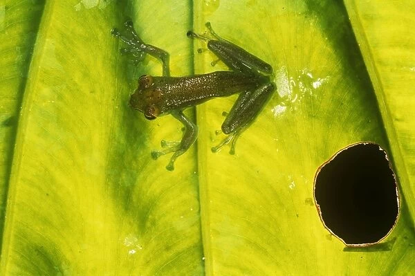 Jade Tree Frog - cliging to leaf - Borneo
