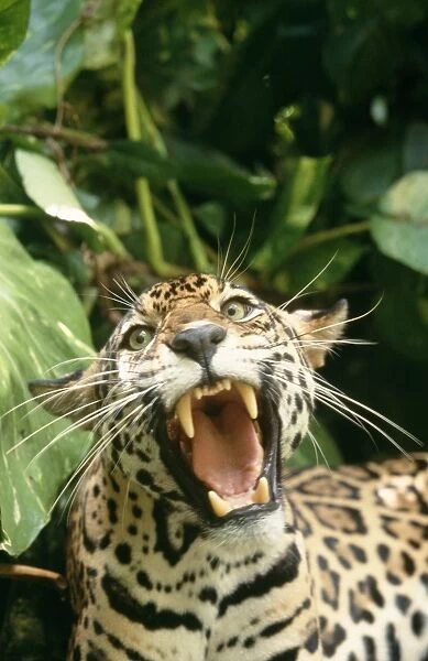 Jaguar. WAT-7235. JAGUAR - mouth wide open, teeth showing