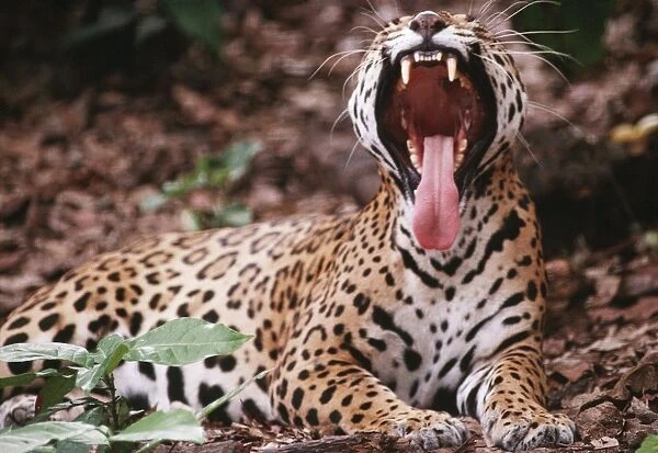 Jaguar CAN 569 Endangered species, rainforest, Southern Mexico. Felis onca John Cancalosi  /  ardea. com