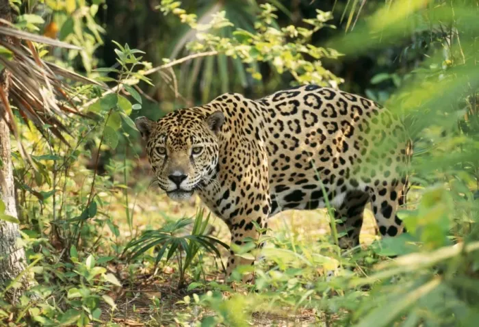 Framed Print : Jaguar Belize Framed Print : Jaguar Belize