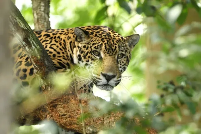 Framed Print : Jaguar Belize