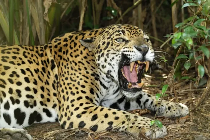 Framed Print : Jaguar Belize Framed Print : Jaguar Belize