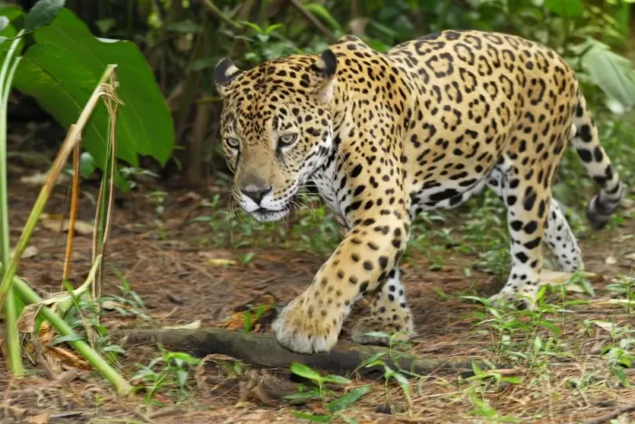 Framed Print : Jaguar Belize Framed Print : Jaguar Belize