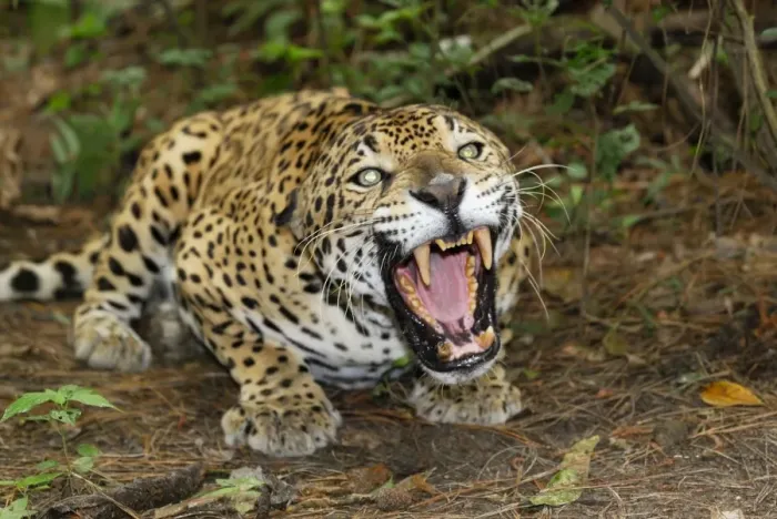 Framed Print : Jaguar Belize Framed Print : Jaguar Belize