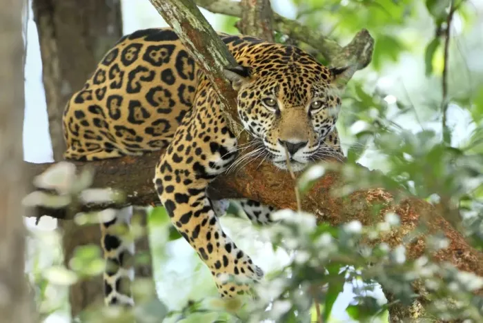 Framed Print : Jaguar Belize Framed Print : Jaguar Belize