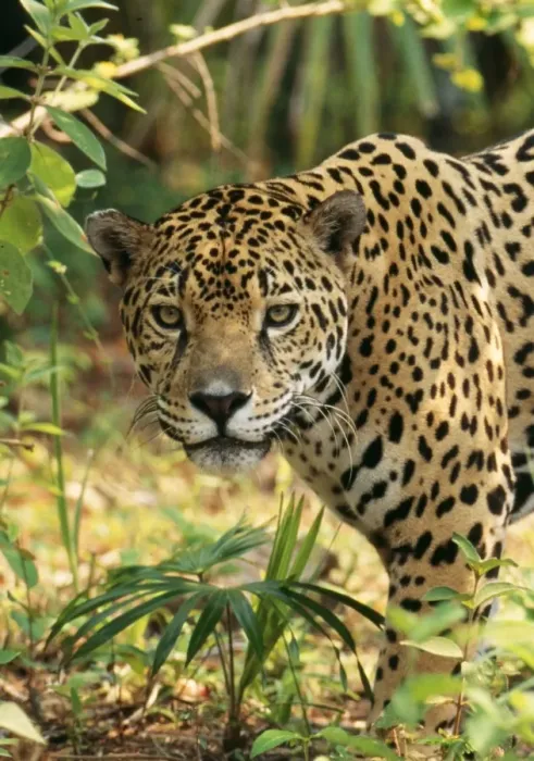 Framed Print : Jaguar Belize Framed Print : Jaguar Belize