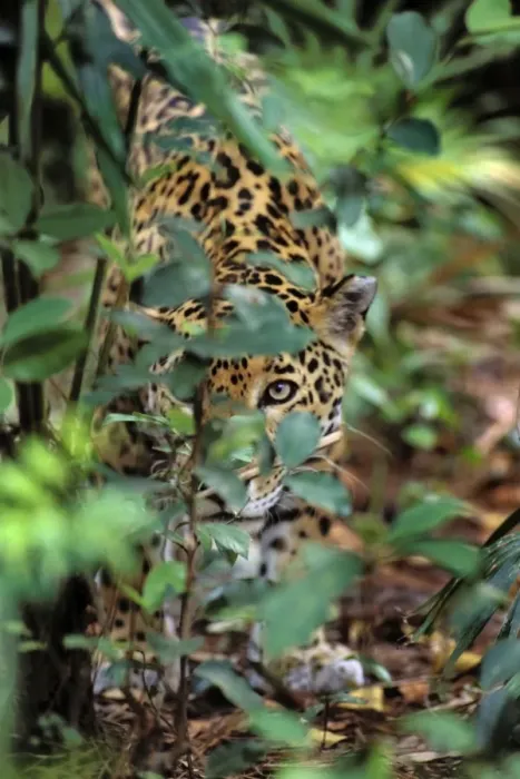 Framed Print : Jaguar Central American jungle. 2mr77