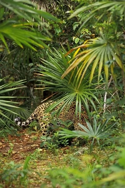 Jaguar in Central American tropical jungle. 2mr215