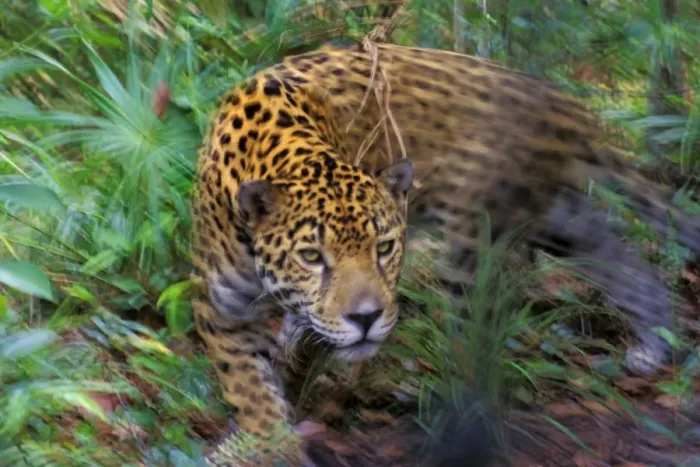 Framed Print : Jaguar in Central American tropical jungle. 2mr217 Framed Print : Jaguar in Central American tropical jungle. 2mr217