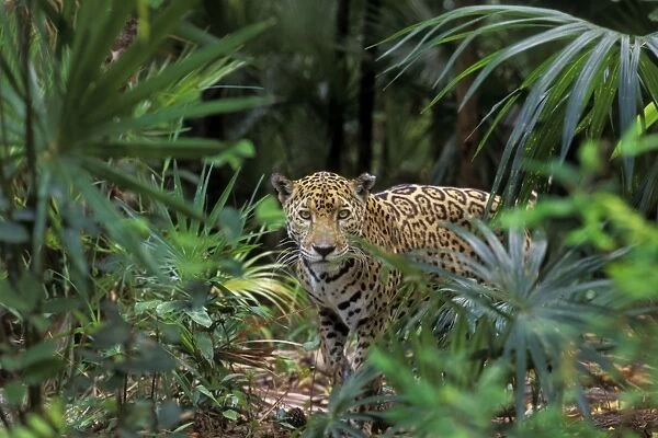 Jaguar in Central American tropical jungle. 2mr276