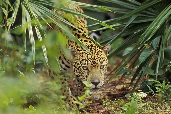Jaguar in Central American tropical jungle. 2mr60