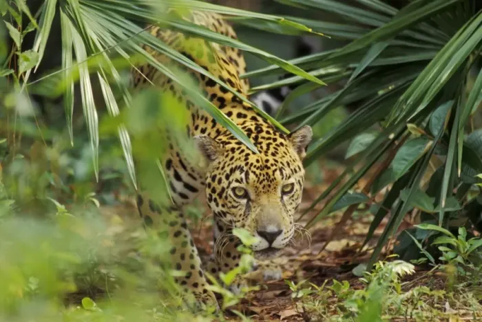Framed Print : Jaguar in Central American tropical jungle. 2mr60 Framed Print : Jaguar in Central American tropical jungle. 2mr60