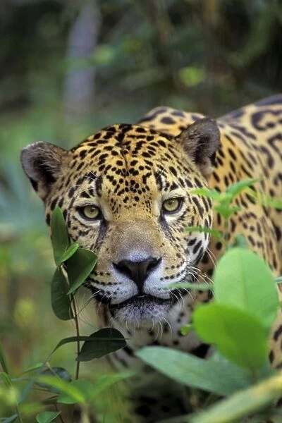 Jaguar in Central American tropical jungle. 2mr64