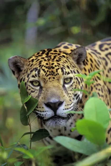 Framed Print : Jaguar in Central American tropical jungle. 2mr64 Framed Print : Jaguar in Central American tropical jungle. 2mr64