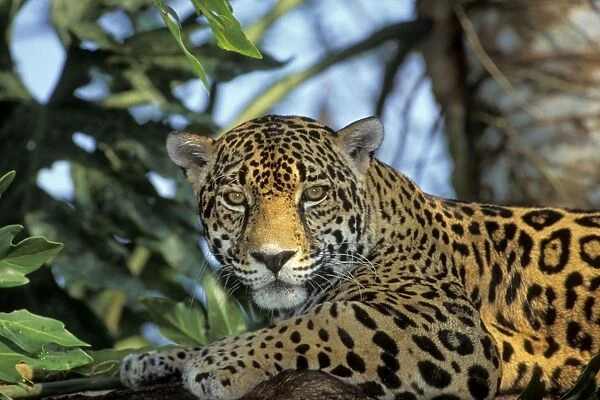 Jaguar in Central American tropical jungle. 2mr695