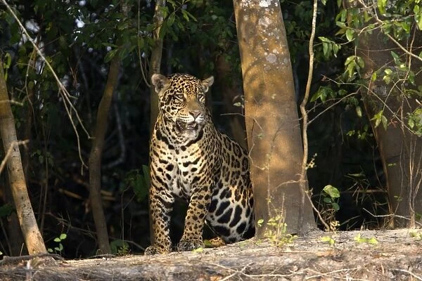 Jaguar - Cuiaba River - Brazil