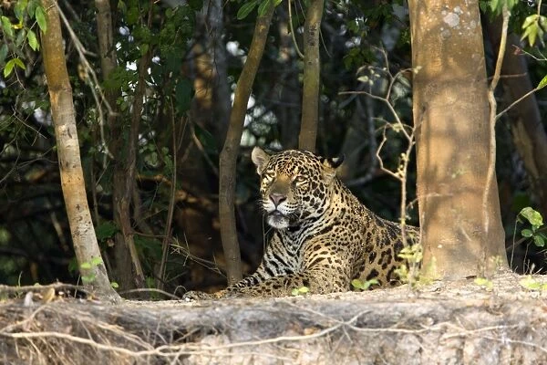 Jaguar - Cuiaba River - Brazil