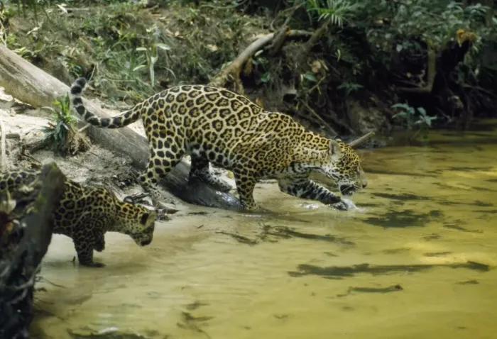 Framed Print : Jaguar - female & 10 week old cub coming to edge of creek, in the wild. Amazonas, Brasil Framed Print : Jaguar - female & 10 week old cub coming to edge of creek, in the wild. Amazonas, Brasil