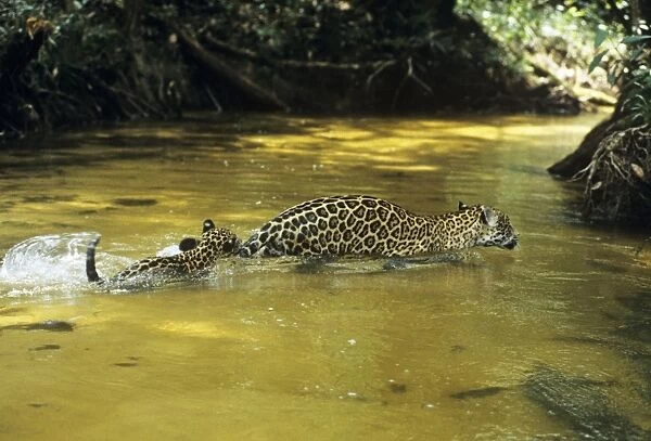 Jaguar - female & 10 week old cub crossing shallow creek. Amazonas, Brazil