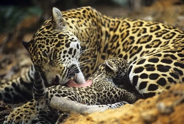 Jaguar - female, cleaning 8 week old cub. Amazonas, Brazil
