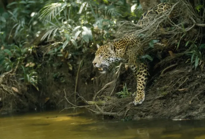 Framed Print : Jaguar - female, at edge of creek looking across water. In the wild. Amazonas, Brazil Framed Print : Jaguar - female, at edge of creek looking across water. In the wild. Amazonas, Brazil